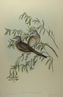 John Gould's Birds of Australia